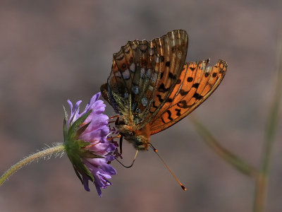  ngsprlemorfjrilDark green fritillaryArgynnis aglaja