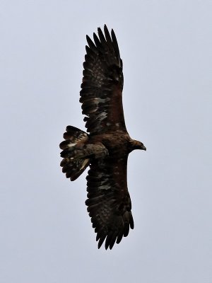 Kungsrn Golden Eagle Aquila chrysaetos