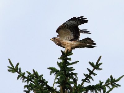 Bivrk Honey buzzard Pernis apivorus