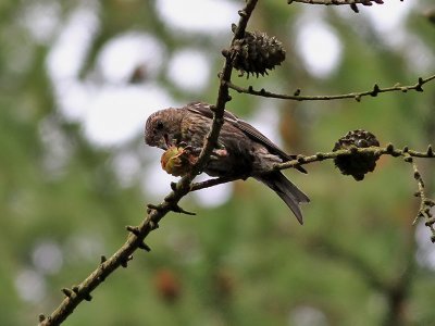 Bändelkorsnäbb Two-barred Crossbill Loxia leucoptera
