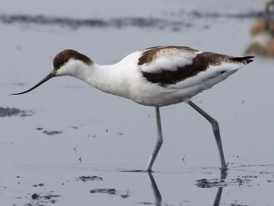 Skrflcka Recurvirostra avosetta Pied Avocet