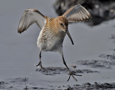 Krrsnppa Dunlin Calidris alpina