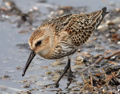 Krrsnppa Dunlin Calidris alpina