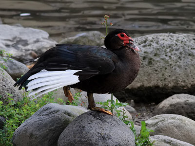 Myskand Muscovy Duck Cairina moschata