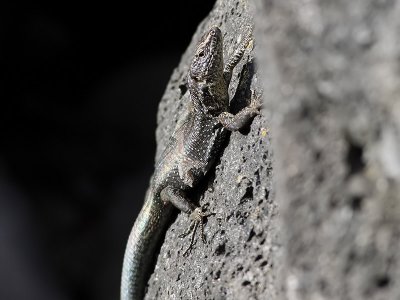 Madeira Wall Lizard <br> Lacerta dugesii