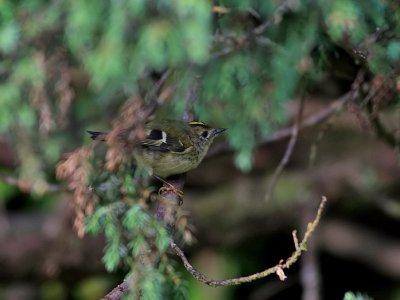 Kungsfågel Goldcrest Regulus regulus azoriensis