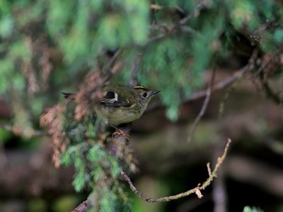 Kungsfgel Goldcrest  Regulus regulus azoriensis