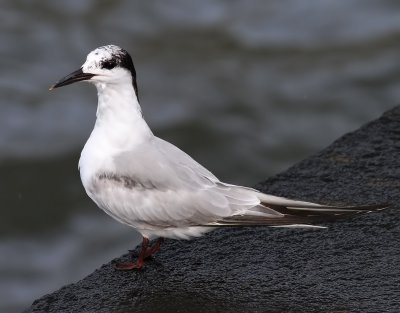 Fisktärna Common Tern Sterna hirundo
