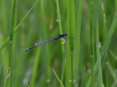 Flickslnda - Damselfly sp.