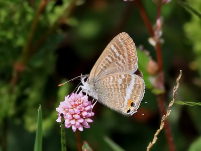 Lngsvansad blvinge<br> Long-tailed Blue<br> Lampides boeticus