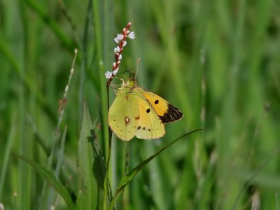 Rdgul hfjril Clouded Yellow Colias crocea