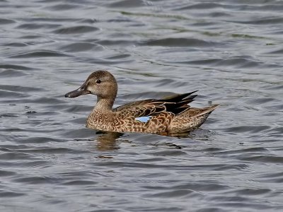 Blvingad rta Blue-winged Teal Anas discors