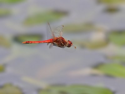 Vandrande ängstrollslända Red-veined Darter Sympetrum fonscolombii