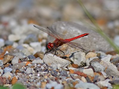 Vandrande ngstrollslnda  Red-veined Darter Sympetrum fonscolombii