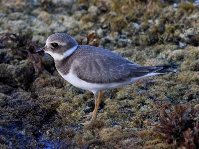 Strre strandpipare Charadrius hiaticula Common Ringed Plover (Ringed Plover)