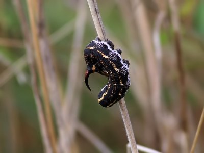 kervindesvrmare  Agrius convolvuli  Convolvulus Hawk-moth