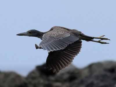 Gulkronad natthäger Yellow-crowned Night Heron Nycticorax violaceus