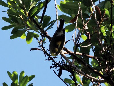 Messångare Northern Parula Parula americana