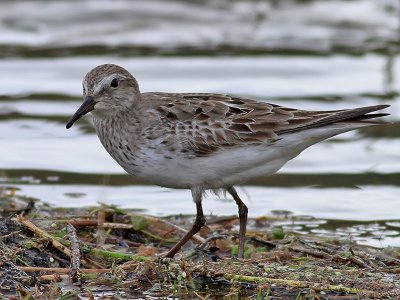 Vitgumpsnäppa White-rumped Sandpiper Calidris fuscicollis