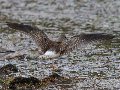 Mindre gulbena  Lesser Yellowlegs  Tringa flavipes