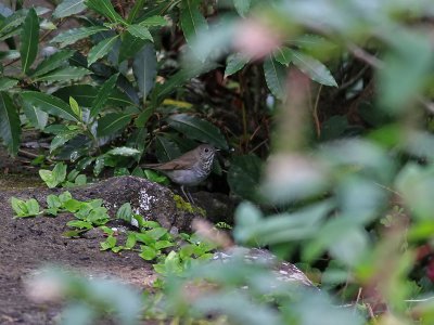 Grkindad skogstrast  Grey-Cheeked Thrush  Catharus minimus