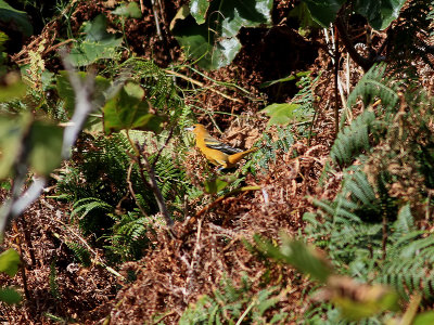 Nordlig trupial Baltimore Oriole Icterus galbula