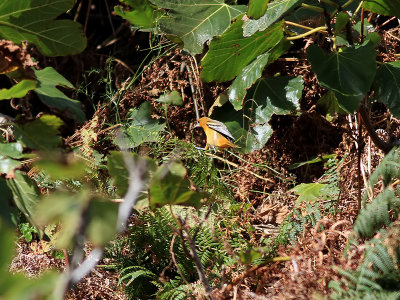 Nordlig trupial   Baltimore Oriole  Icterus galbula