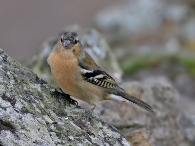 Bofink  Common Chaffinch Fringilla coelebs moreletti