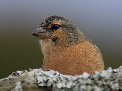 Bofink  Common Chaffinch Fringilla coelebs moreletti