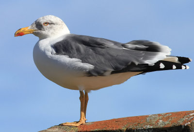 Medelhavstrut Yellow-legged Gull Larus michahellis atlantis