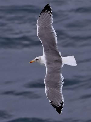 Medelhavstrut  Yellow-legged Gull  Larus michahellis atlantis 