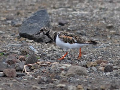 Roskarl  Arenaria interpres  Ruddy Turnstone