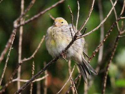 Kanariesiska Atlantic Canary Serinus canaria