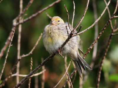 Kanariesiska   Atlantic Canary  Serinus canaria