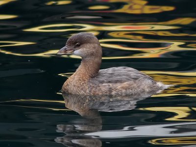 Tjocknbbad dopping  Pied-billed Grebe  Podilymbus podiceps