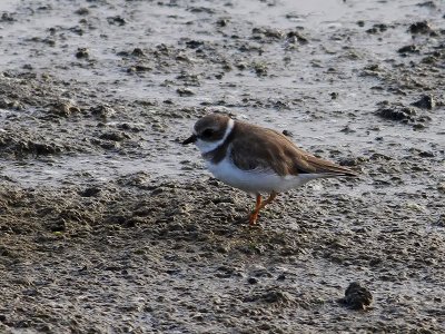 Flikstrandpipare  Semipalmated plover  Charadrius semipalmatus