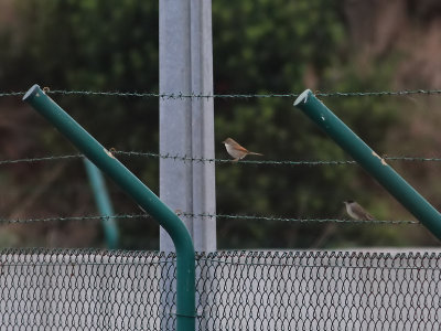 Trnsngare Common Whitethroat Sylvia communis