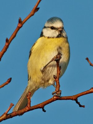 Blmes Blue Tit Parus caeruleus