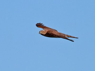 Sparvhk  Eurasian Sparrowhawk Accipiter nisus