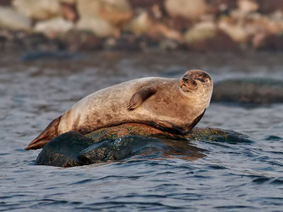 Knubbsl European Common Seal(Harbour Seal) Phoca vitulina