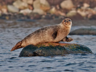 Knubbsäl European Common Seal(Harbour Seal) Phoca vitulina