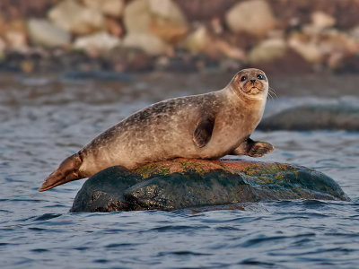 Knubbsl European Common Seal(Harbour Seal) Phoca vitulina