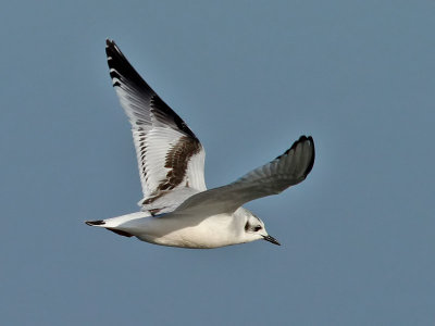 Dvrgms  Little Gull  Larus minutus