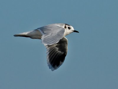 Dvrgms  Little Gull  Larus minutus