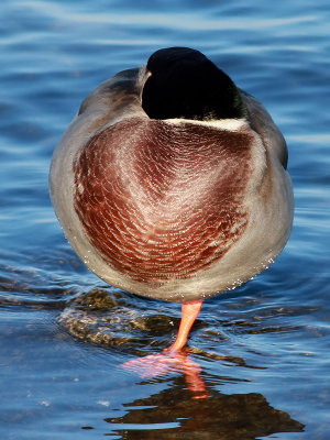 Grsand Anas platyrhynchos Mallard