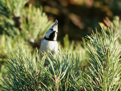 Tofsmes Crested Tit Lophophanes cristatus