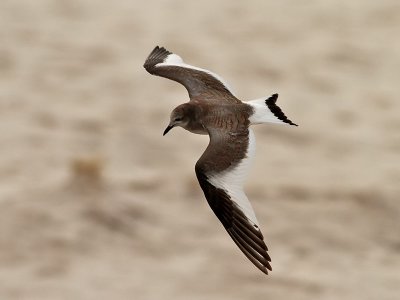 Tärnmås Sabine´s Gull Larus sabini