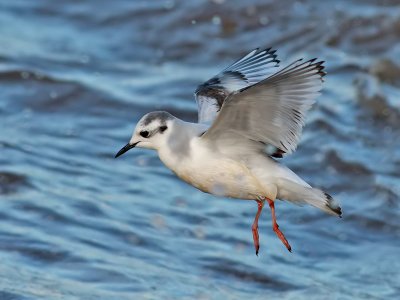 Dvrgms  Little Gull  Larus minutus