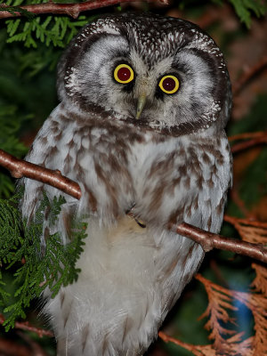 Pärluggla Tengmalm's Owl Aegolius funereus