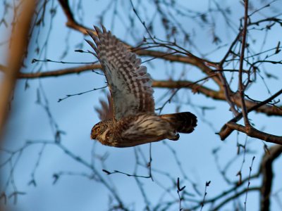 SparvugglaEurasian Pygmy Owl Glaucidium passerinum